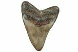Fossil Megalodon Tooth - North Carolina #319899-2